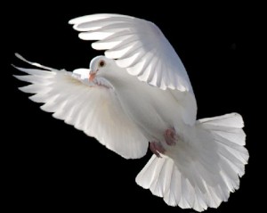 Color_card_dove_pix