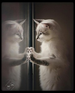 cat reflection